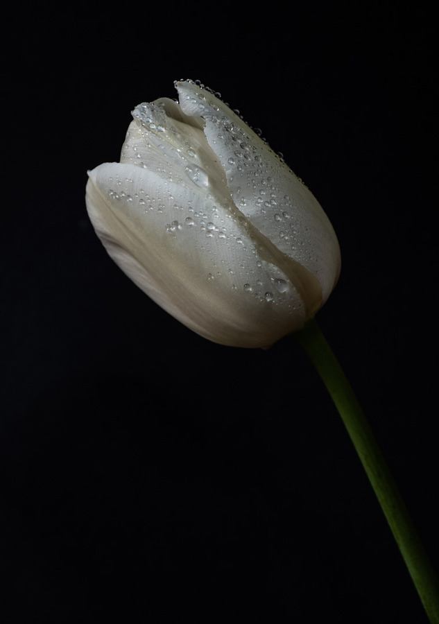 White tulip